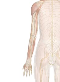 Deep Nerves of the Arm and Hand (Posterior View)