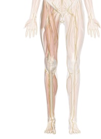 Deep Nerves of the Leg and Foot (Anterior View)