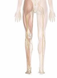 Deep Nerves of the Leg and Foot (Posterior View)