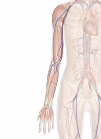 Deep Veins and Arteries of the Arm and Hand