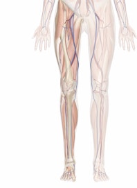 Deep Veins and Arteries of the Leg and Foot