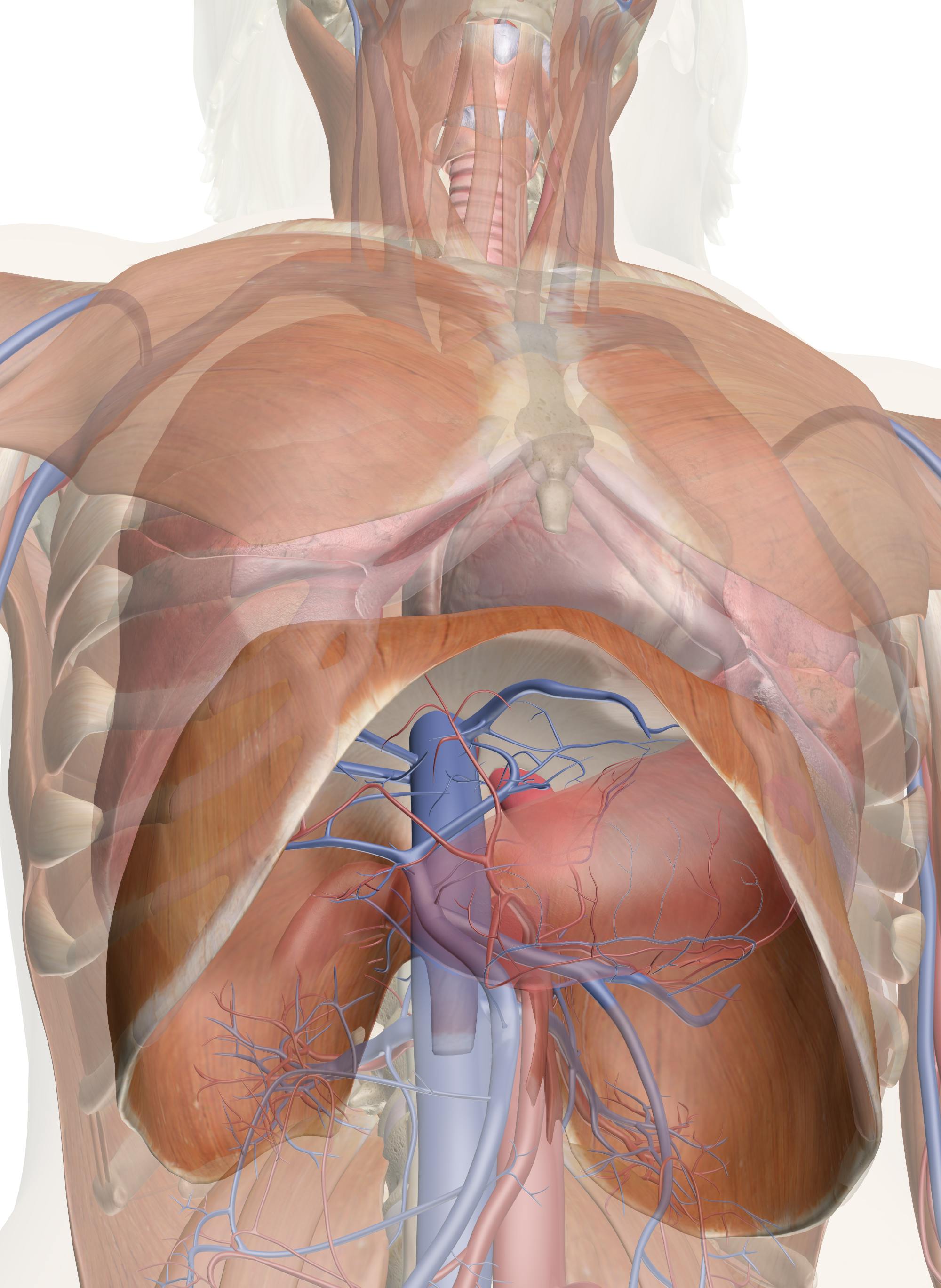 Diaphragm Anatomy Pictures And Information