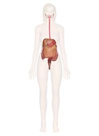 The Digestive System