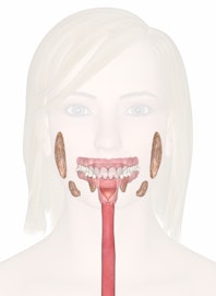 Digestive System of the Head and Neck