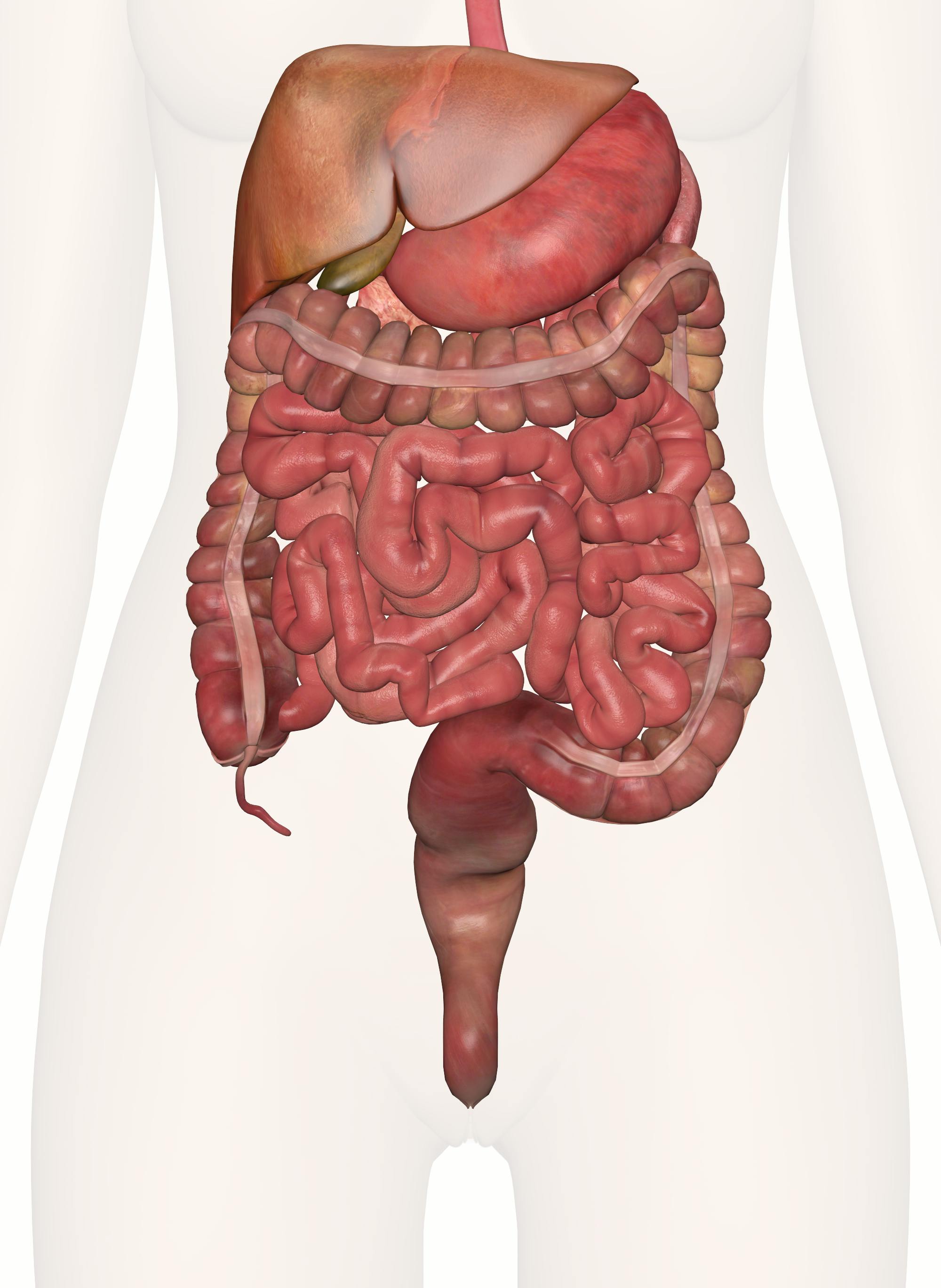 Digestive System of the Lower Torso