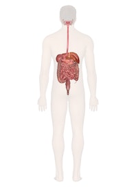 Digestive System (Male Posterior View)