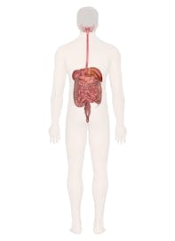 Digestive System (Male Posterior View)