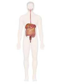 Digestive System (Male View)