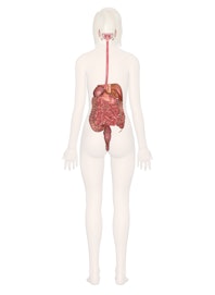 Digestive System (Posterior View)