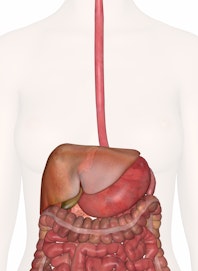 Digestive System of the Upper Torso