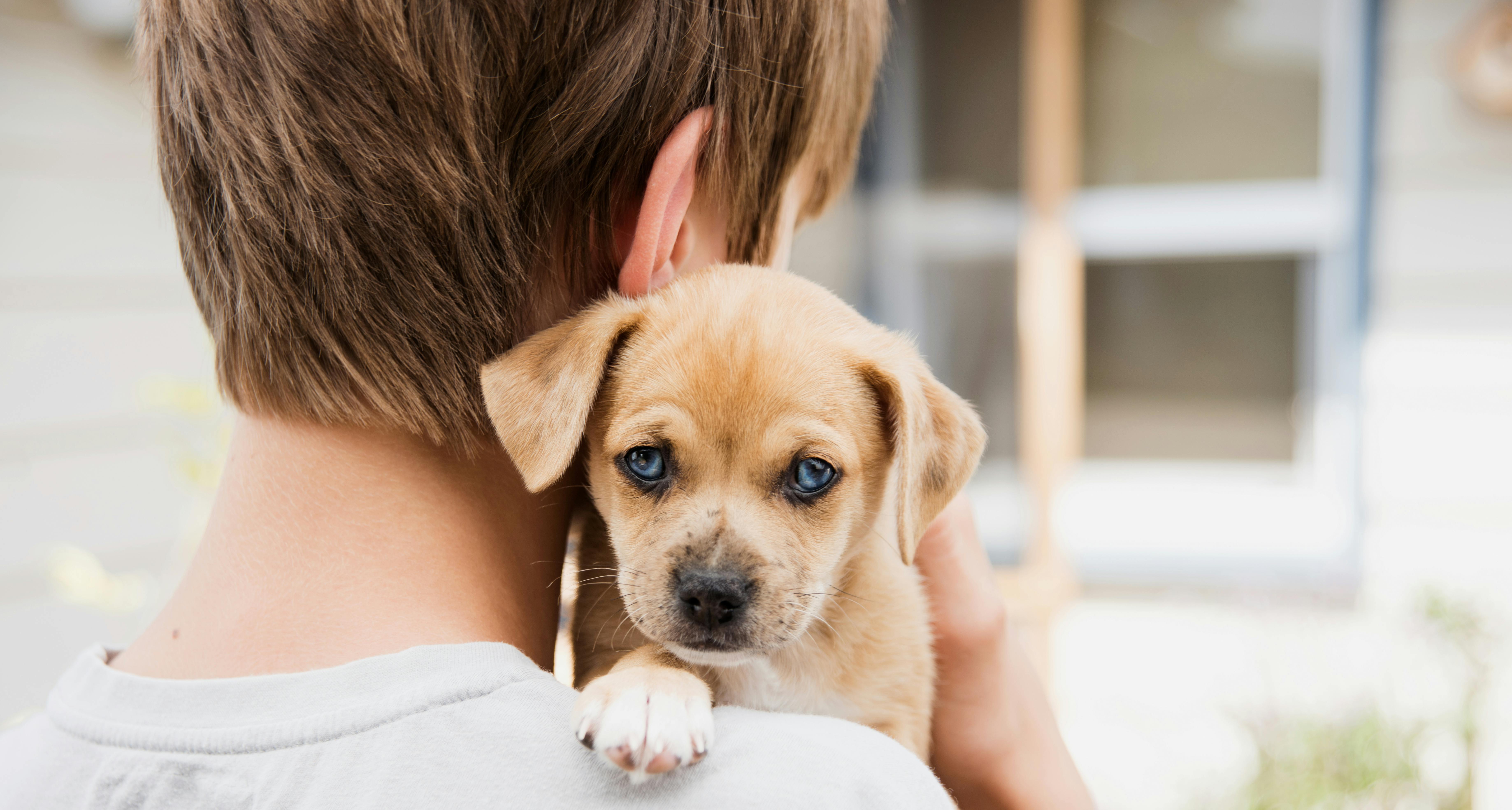 Prepare Your Pets for Disasters