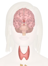Endocrine Glands of the Head and Neck