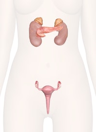 Endocrine Glands of the Lower Torso