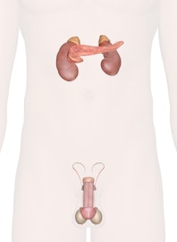 Endocrine Glands of the Lower Torso (Male View)