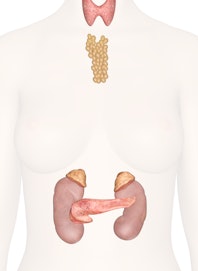 Endocrine Glands of the Upper Torso