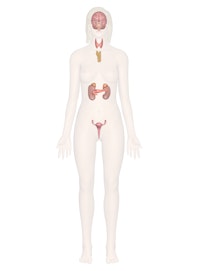 The Endocrine System