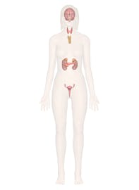 The Endocrine System