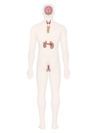 Endocrine System (Male Posterior View)