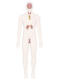 Endocrine System (Male View)