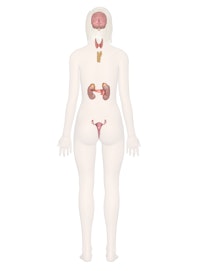 Endocrine System (Posterior View)