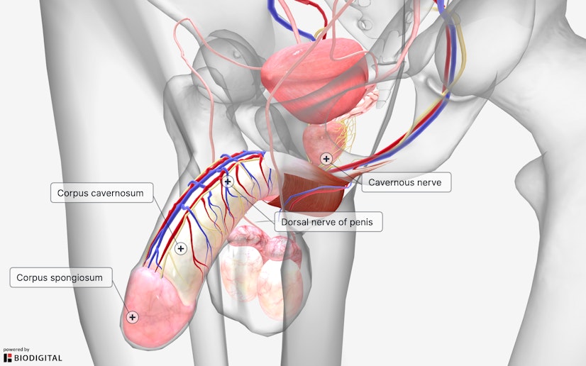 labeled image showing a penis with ED before taking bluechew