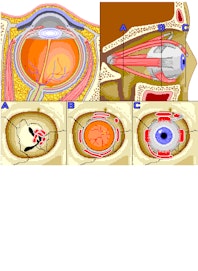 Eye Muscle Control