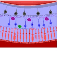 Retinal Photoreceptors: Rods, Cones & Vision Function