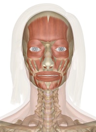 Facial Expression Muscles