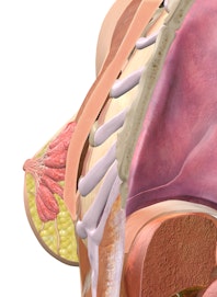 Female Breast (Cross-section View)