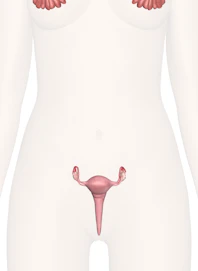 Female Reproductive Organs of the Lower Torso