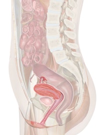 Female Reproductive Organs of the Lower Torso (Cross-section View)