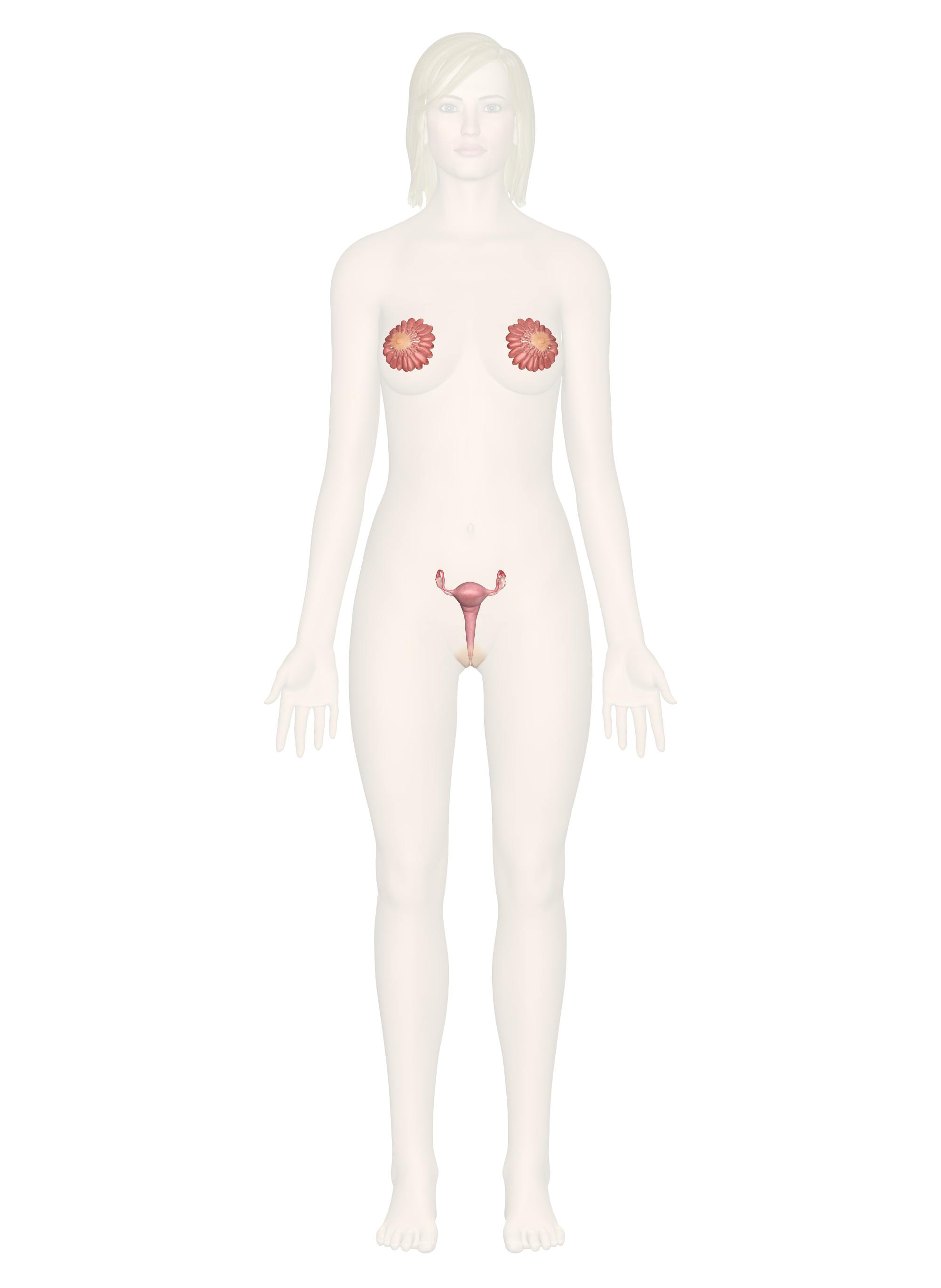 Female anatomy: Body parts, their functions, and diagram