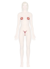 The Female Reproductive System