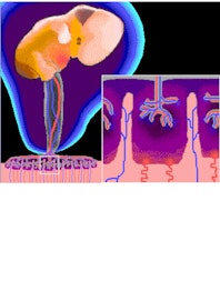 Fetus Inside the Womb