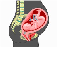Fetus (Third Trimester)
