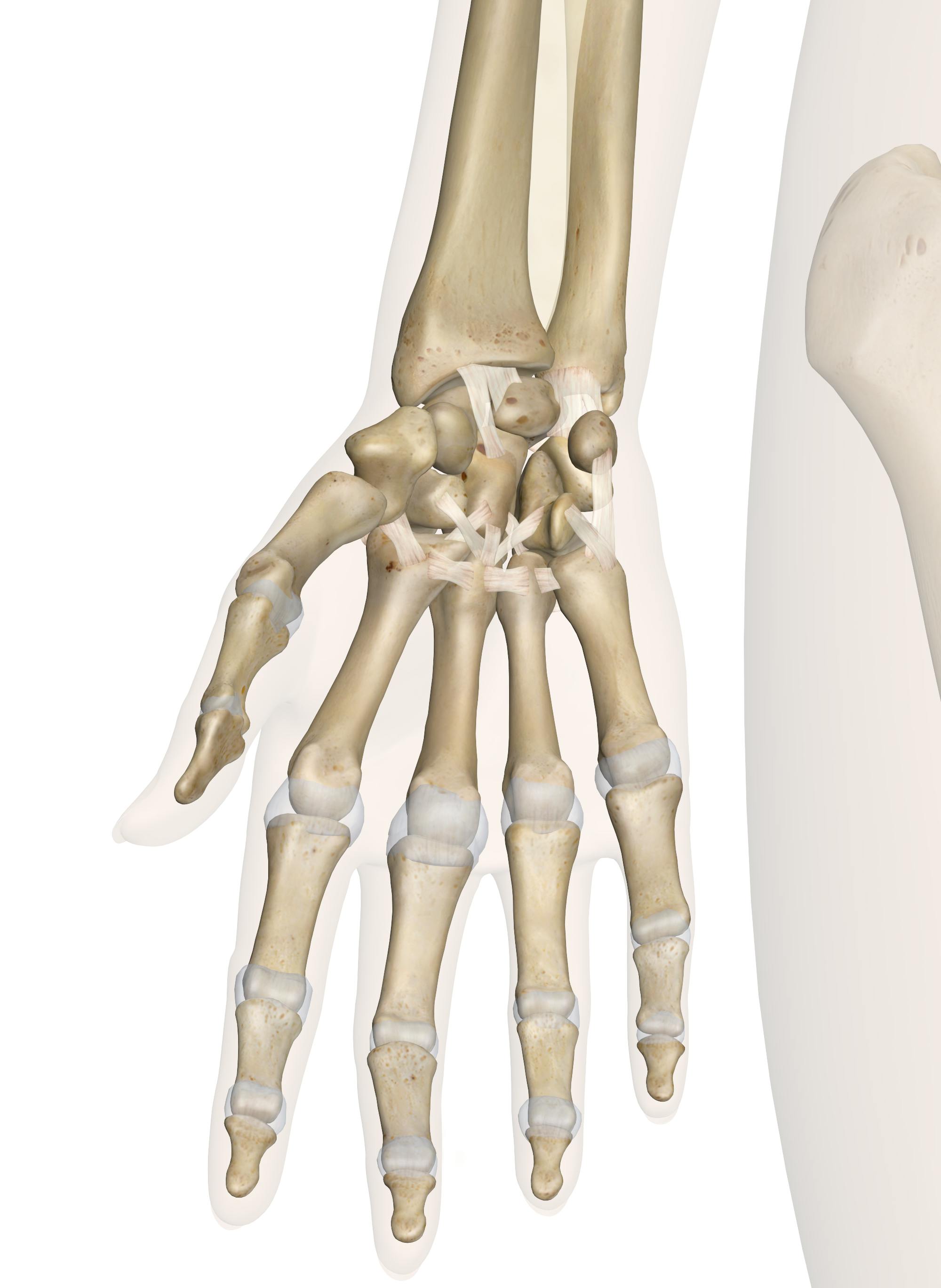 skeleton hand anatomy side view