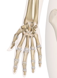 The Bones of the Hand and Wrist
