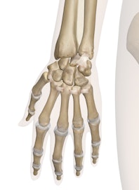 Hand and Wrist (Posterior View)