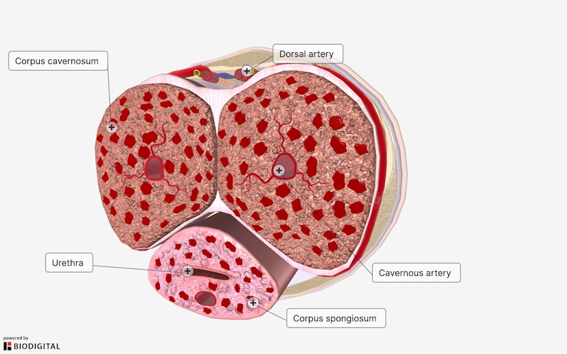 labeled cross-section image showing blood flow of a healthy erection after taking bluechew