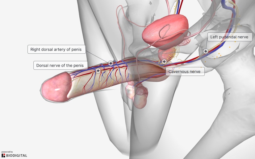 labeled cross-section image showing blood flow of a healthy erection after taking bluechew
