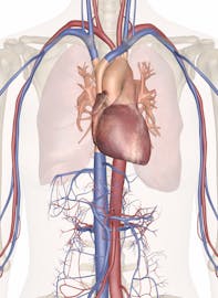 Heart and Cardiovascular System of the Upper Torso