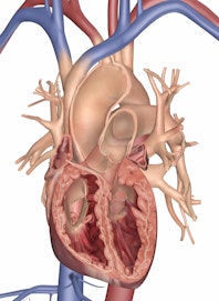 Heart (Cross-section View)