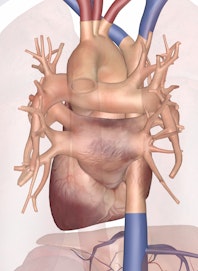 Heart (Posterior View)