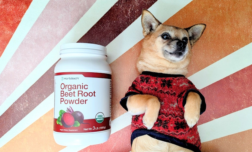 Horbäach Organic Beet Root Powder next to a 17lb dog, to compare sizes.