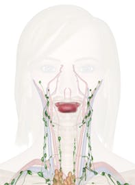 Immune and Lymphatic Systems of the Head and Neck