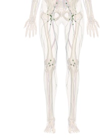 Immune and Lymphatic Systems of the Leg and Foot