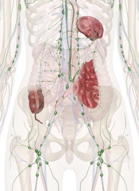 Immune and Lymphatic Systems of the Lower Torso