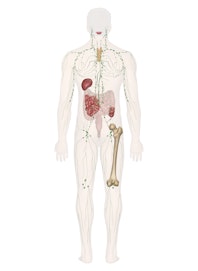Immune and Lymphatic Systems (Male Posterior View)