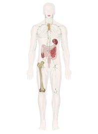 Immune and Lymphatic Systems (Male View)