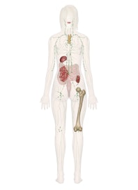 Immune and Lymphatic Systems (Posterior View)